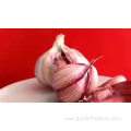 pure fresh normal white garlic